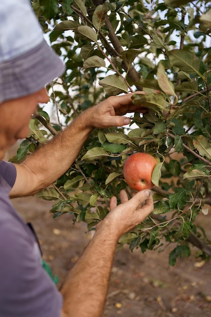 Uomo anziano che raccoglie una mela nel suo giardino