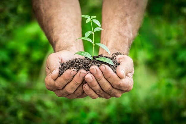 Uomo anziano che tiene pianta giovane nelle mani su sfondo verde primavera Concetto di ecologia