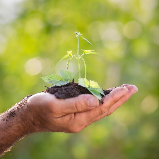 Uomo anziano che tiene pianta giovane nelle mani su sfondo verde primaverile Concetto di ecologia