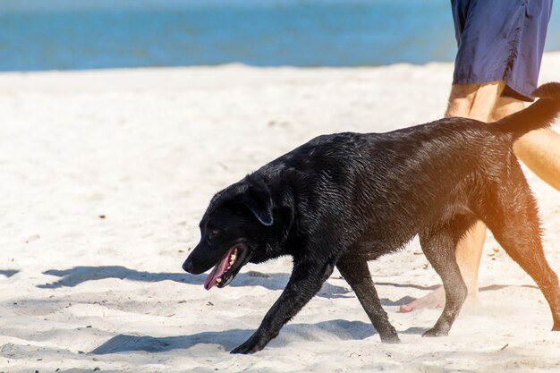 Uomo anziano con cane labrador nero in esecuzione in spiaggia