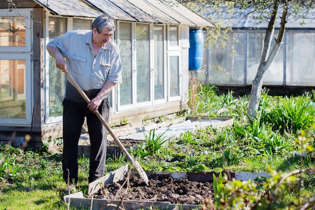 Uomo anziano con pala che scava letto da giardino o fattoria