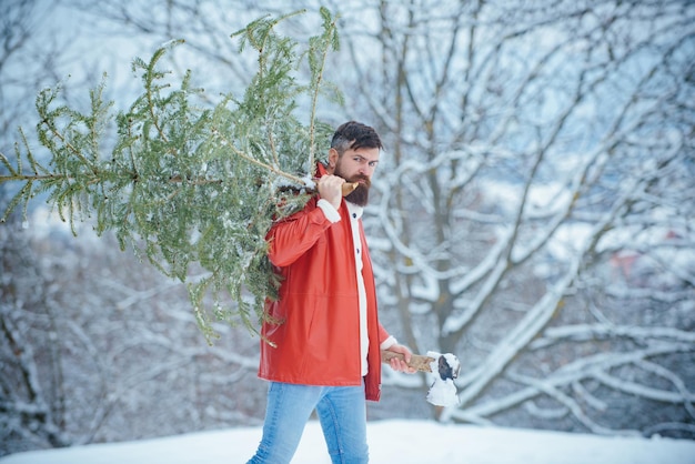 Uomo barbuto che taglia l'albero di Natale. Uomo barbuto con albero di Natale appena tagliato nella foresta. Ritratto di giovane taglialegna inverno. L'uomo con la barba porta a casa un albero di Natale.