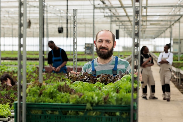 Uomo caucasico che spinge rack di casse con diversi tipi di insalata verde biologica coltivata in ambiente idroponico senza pesticidi. Operaio in serra che si prepara per la consegna di verdure alle imprese locali.