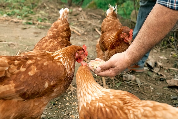 Uomo che alimenta le galline dalla mano nella fattoria Freegrazing gallina domestica in una tradizionale azienda agricola biologica di pollame ruspante Pollo adulto che cammina sul terreno