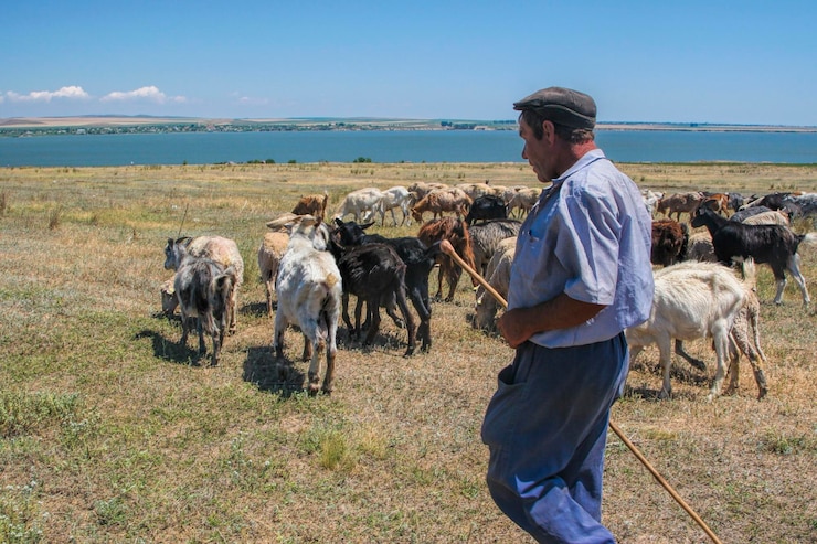 Foto uomo che cammina accanto alle pecore sul campo contro un cielo limpido