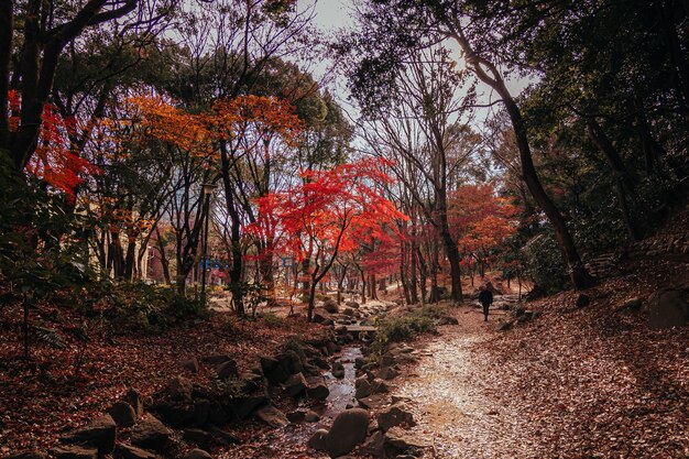 Uomo che cammina attraverso il Parco Momiji di Tokyo