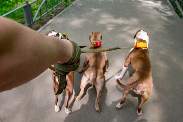 Uomo che cammina cani nel parco