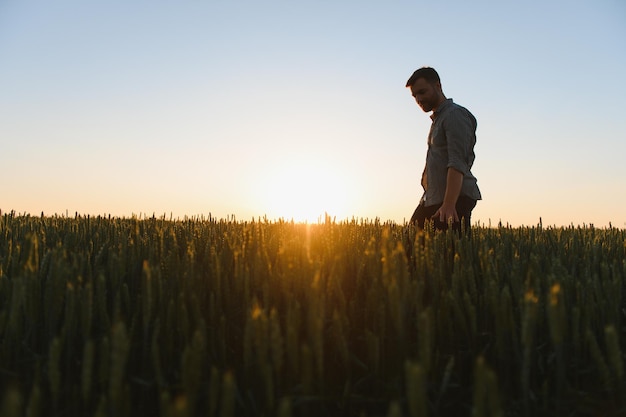 Uomo che cammina nel grano durante il tramonto e tocca il raccolto