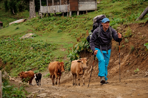 Uomo che cammina su per la collina con zaino da trekking e bastoni con mandria di mucche