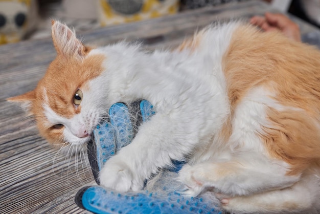 Uomo che cura il gatto con guanti speciali Cura degli animali domestici