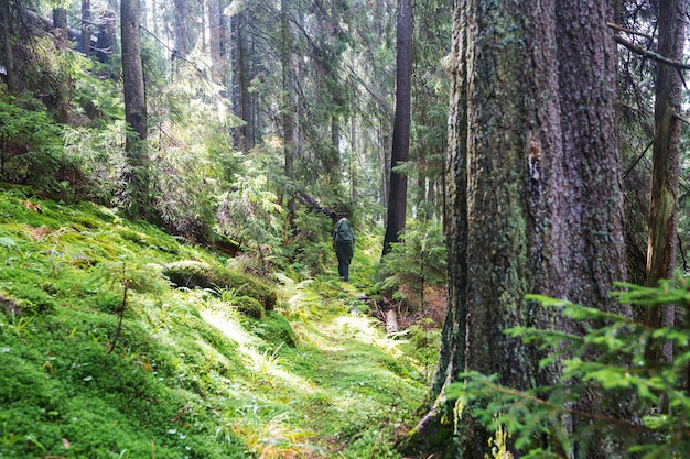 Uomo che fa un'escursione baia il sentiero nella foresta