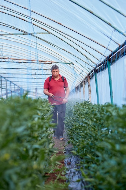 Uomo che fertilizza i giovani pomodori nella serra Lavori primaverili