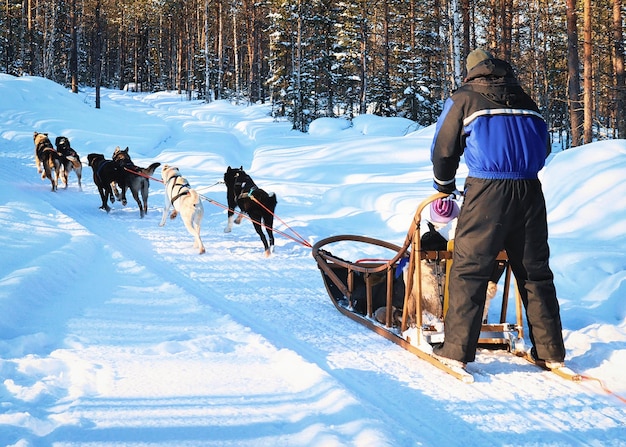 Uomo che guida cani husky in slitta in inverno Rovaniemi, Lapponia in Finlandia