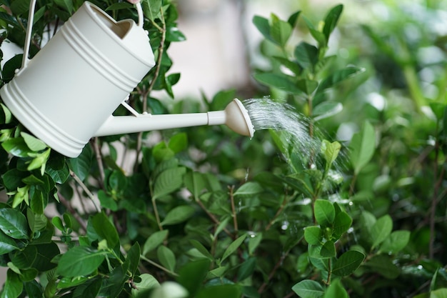 Uomo che innaffia le piante nel suo giardino Giardinaggio urbano che innaffia le verdure fresche natura e cura delle piante