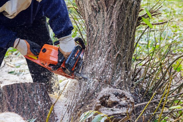 Uomo che lavora sul tronco di un albero