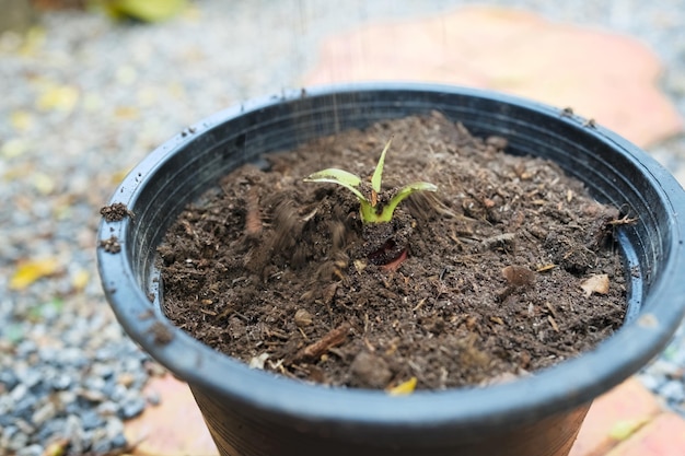 Uomo che mette terreno in vaso di banane