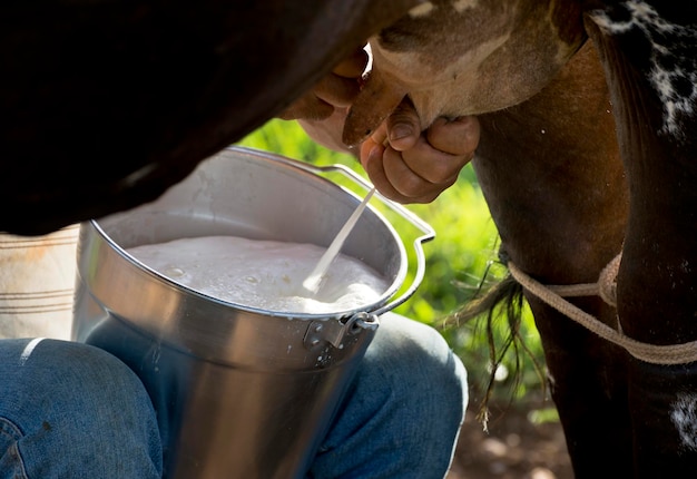 Uomo che munge allevamento di mucche da latte