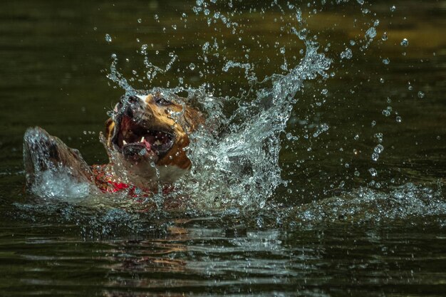 Uomo che nuota nel lago