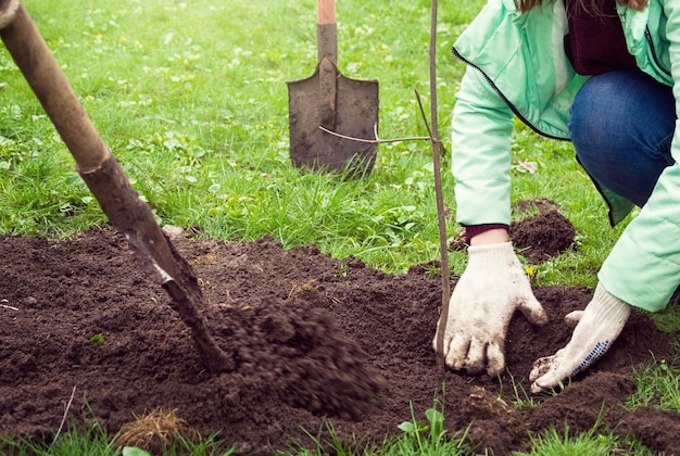 Uomo che pianta un albero nel terreno nel parco sul prato verde dell'erba