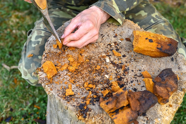 Uomo che pulisce un fungo di Chaga