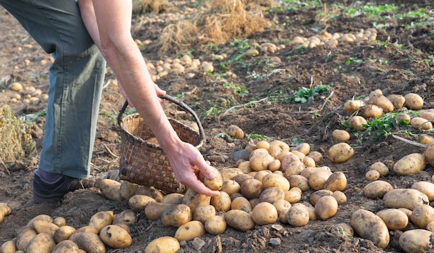 Uomo che raccoglie patate appena raccolte