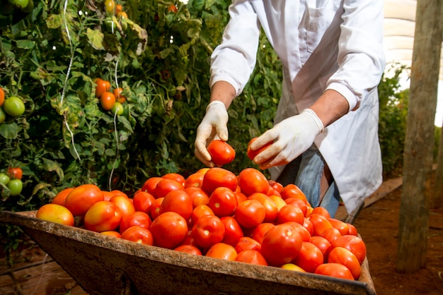 Uomo che raccoglie pomodori maturi organici e mette nella carriola.