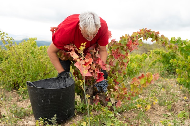 Uomo che raccoglie uva nel campo