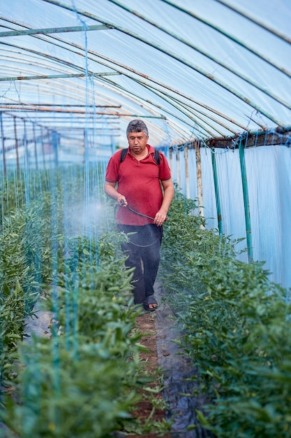 Uomo che spruzza pomodori giovani nella serra Lavori primaverili Fotografia di stile di vita