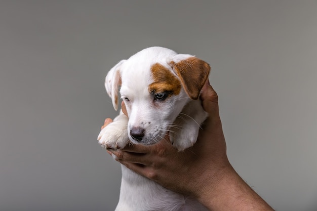 Uomo che tiene grazioso cucciolo Jack Russel nelle mani