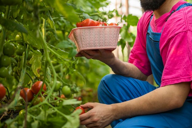 Uomo che tiene il cestino e raccoglie i pomodori nella serra