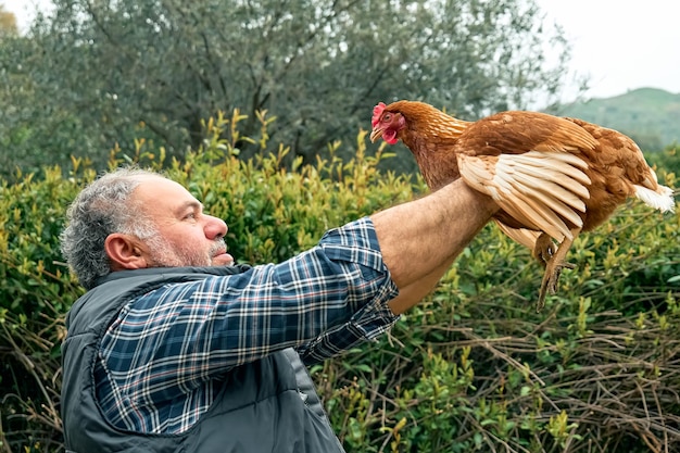 Uomo che tiene la gallina nelle sue mani nella fattoria Freegrazing gallina domestica in una tradizionale fattoria biologica di pollame ruspante