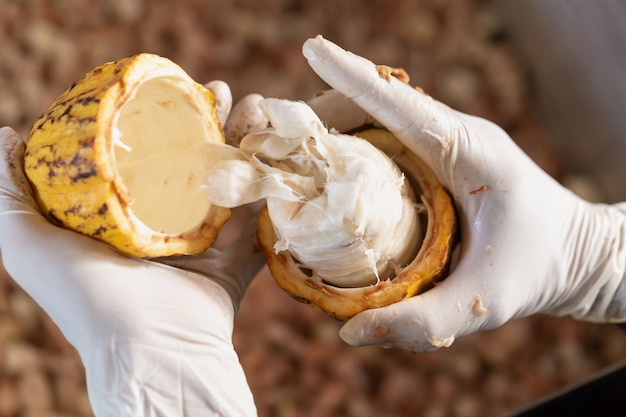 Uomo che tiene un frutto di cacao maturo con fagioli all&#39;interno.