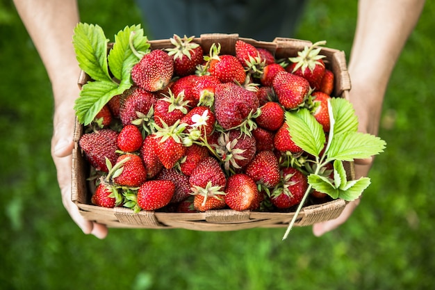 Uomo con cesto di fragole appena raccolte da vicino