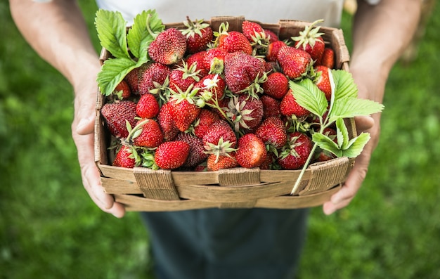 Uomo con cesto di fragole appena raccolte da vicino