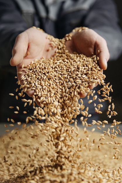 Uomo con grani di malto in mano.