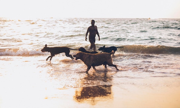 Uomo con i cani che vagano in mare