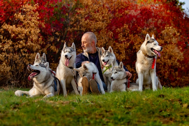 Uomo con i cani del husky siberiano sull'erba