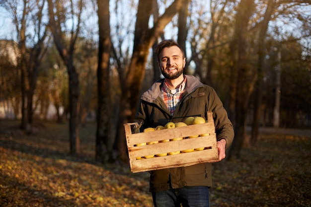 Uomo con scatola di legno di mele dorate mature gialle nel frutteto coltivatore che raccoglie nel giardino