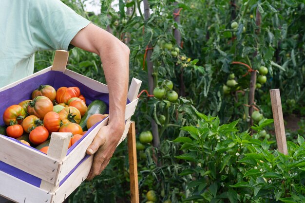 Uomo con scatola di pomodori in giardino.