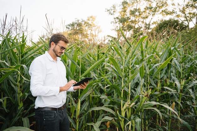 uomo d'affari nel campo di grano controllando la piantagione