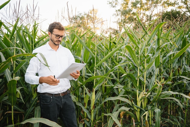 uomo d'affari nel campo di grano controllando la piantagione