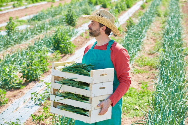 Uomo del coltivatore che raccoglie le cipolle nel Mediterraneo