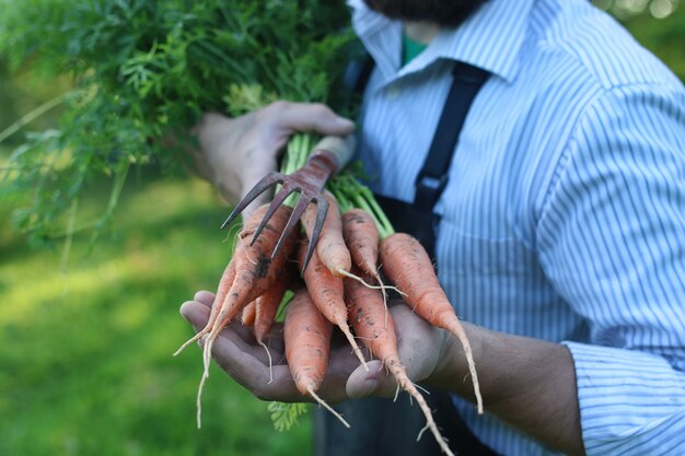 Uomo del giardiniere che tiene il raccolto di carote in una mano