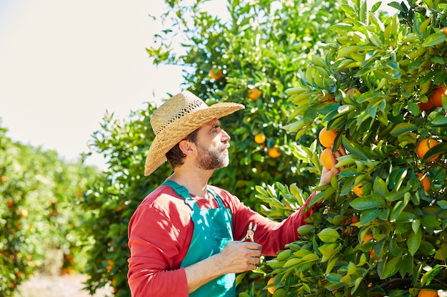 Uomo dell&#39;agricoltore che raccoglie le arance in un arancio