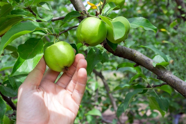 Uomo dell'agricoltore che tiene una mela Mela verde di raccolta della mano del giardiniere