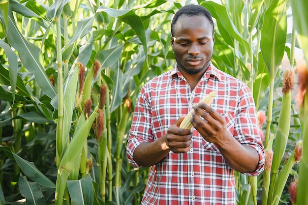 Uomo di agricoltore africano che tiene un mais fresco in un'azienda agricola biologica con sorriso e feliceConcetto di agricoltura o coltivazione