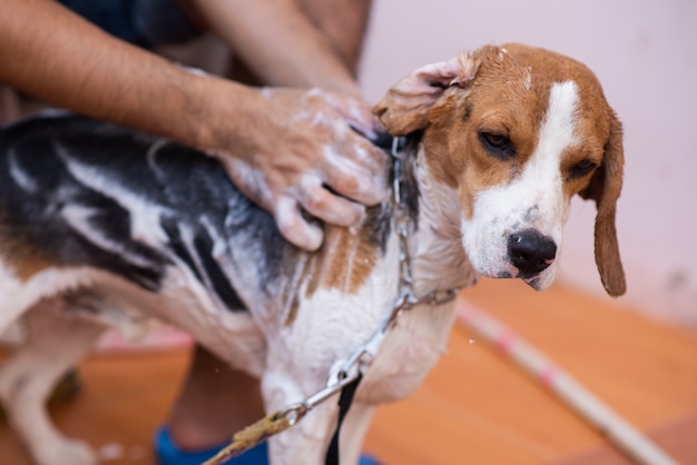 Uomo e beagle cucciolo carino facendo una doccia