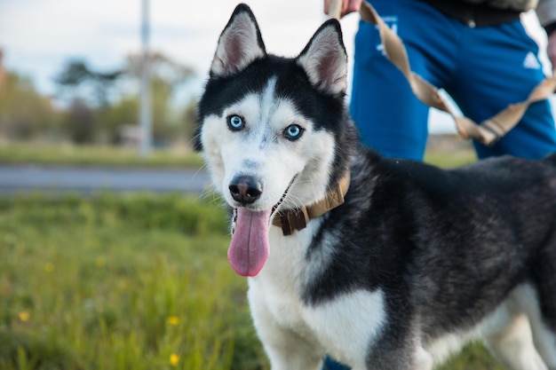 Uomo e cane in strada