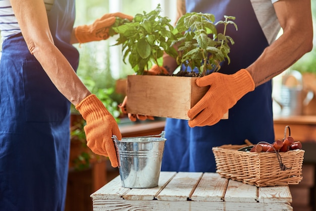 Uomo e donna che lavorano con erbe piccanti