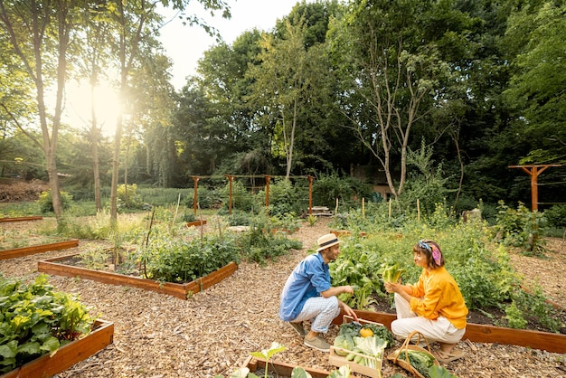 Uomo e donna che raccolgono verdure nel giardino di casa